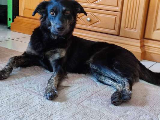 Wie kamst du zu deinem Hund?-Beitrag-Bild