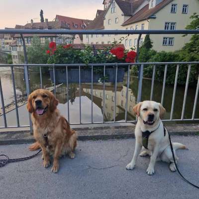 Giftköder-Umwelt- und Stadttraining-Bild