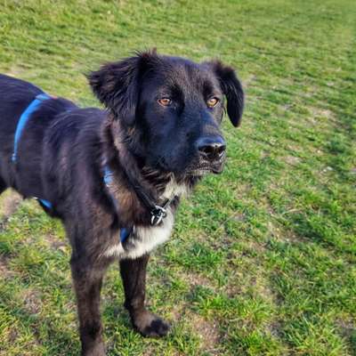 Auslandstierschutz-Beitrag-Bild