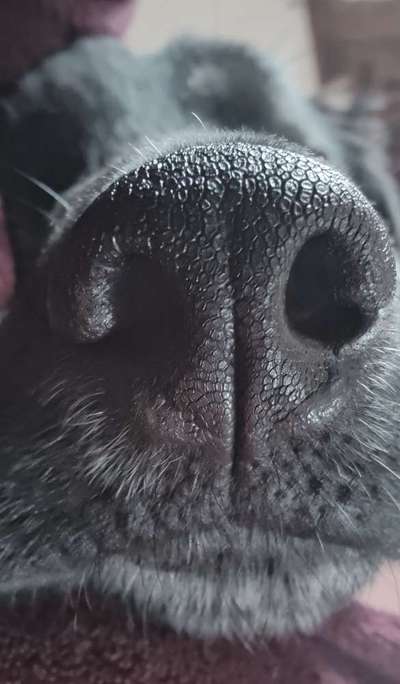 Zeigt mir die tollste Nahaufnahme von eurer Fellnase-Beitrag-Bild