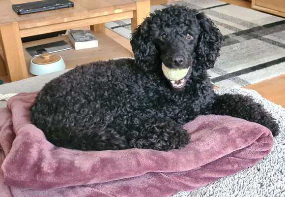 Alles rund um den Pudel-Beitrag-Bild