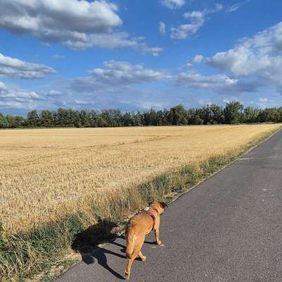 Hundetreffen-Gassirunden-Bild