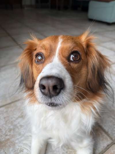 Spitzname(n) Deines Hundes-Beitrag-Bild