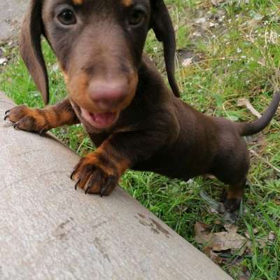 Fotochallenge No. 26                                     Wald und Wiese-Beitrag-Bild