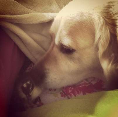 Bester Freund, Hundekumpel - zeigt her!-Beitrag-Bild