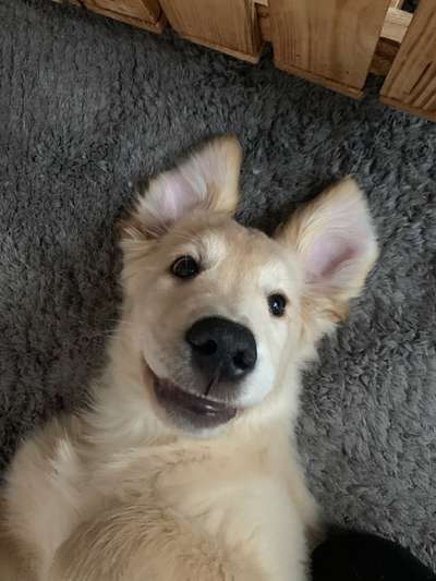 Wo sind die Golden Retriever Liebhaber?-Beitrag-Bild