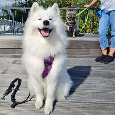 Hundetreffen-Kontaktfreier Social Walk (Stadtgang Wetzlar)-Bild