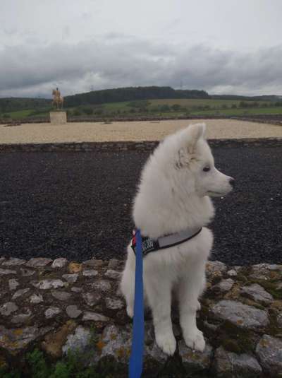 Hundeauslaufgebiet-Römerforum-Bild