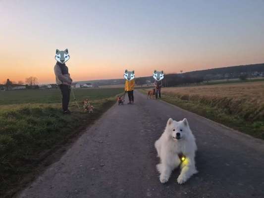 Hundetreffen-Regelmäßige ⚠️kontaktfreie⚠️ Social Walks-Bild