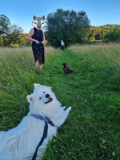 Hundetreffen-Regelmäßige Social Walks mit Trainingseinheiten 🐾🎓-Bild