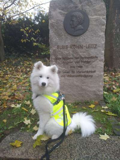 Hundeauslaufgebiet-Avignonanlage-Bild