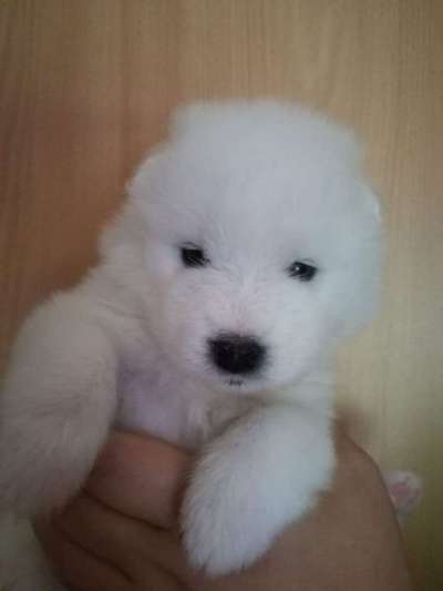 Welpenfotos-Beitrag-Bild