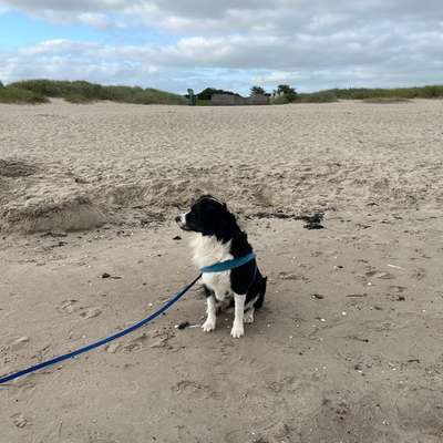 aktuelles Foto Gruppe Border-Collies und Border-Collie Mischlinge.