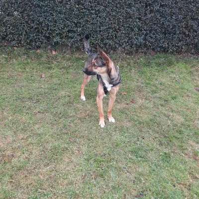 Hundetreffen-Spielrunde am Glauchauer Stausee-Bild