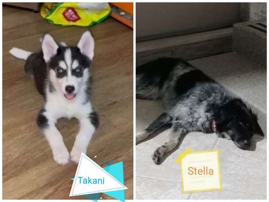 Wie kamt ihr auf die Rasse eures Hundes?-Beitrag-Bild