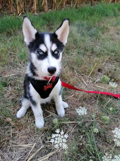 Reinrassige Hunde?-Beitrag-Bild