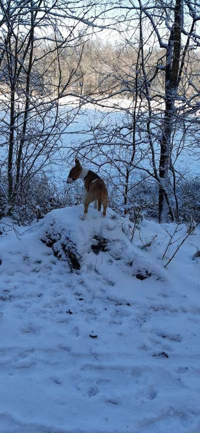 Miniatur Bull Terrier-Beitrag-Bild