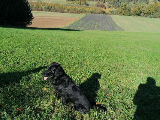 Hundetreffen-Alte Ziegelei/ Ober Olmer Wald-Bild