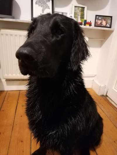 Flat Coated Retriever-Beitrag-Bild