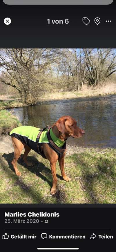 Rhodesian Ridgeback-Beitrag-Bild