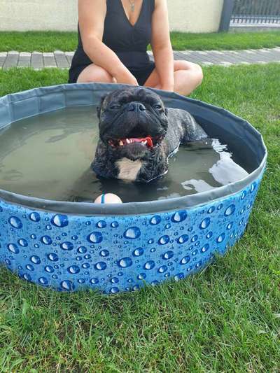 Dogorama-Monats-Challenge-Mai "Wasser"-Beitrag-Bild