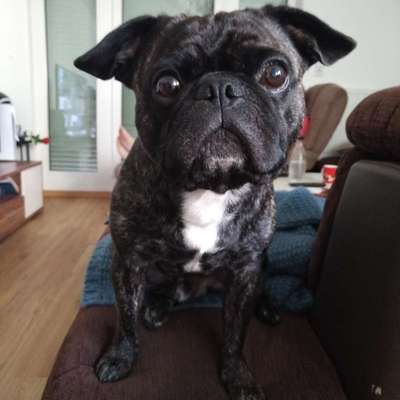 Mischlingshunde Foto Aufruf-Beitrag-Bild