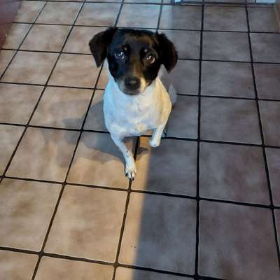 aktuelles Foto Gruppe Jack Russell Terrier