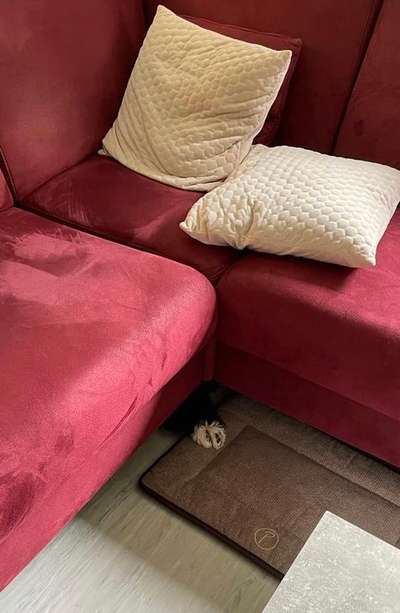 Dogorama Photo Challenge - Tarnung ist alles-Beitrag-Bild