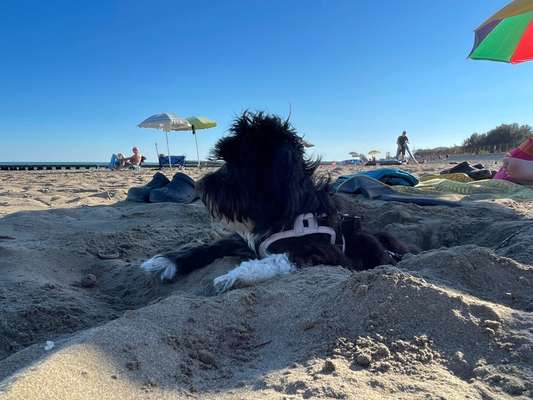 Dogorama Photo Challenge - Schattiges Plätzchen-Beitrag-Bild