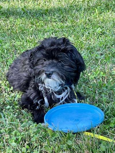 Reinrassige Hunde?-Beitrag-Bild