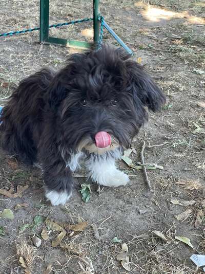 Tongue Out Tuesday-Beitrag-Bild