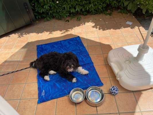 Havaneser-Beitrag-Bild