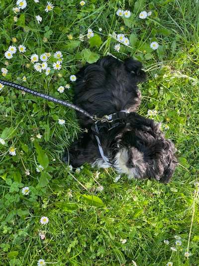 Welpen Bilder !-Beitrag-Bild