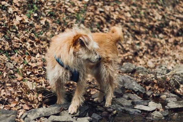 Fotosammlung: ,,Der natürliche Hund" Unbearbeitet, ungestellt und in Natura-Beitrag-Bild