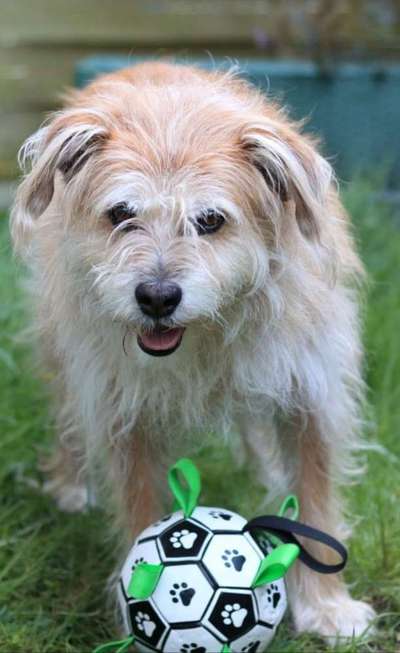 Fotosammlung: ,,Der natürliche Hund" Unbearbeitet, ungestellt und in Natura-Beitrag-Bild