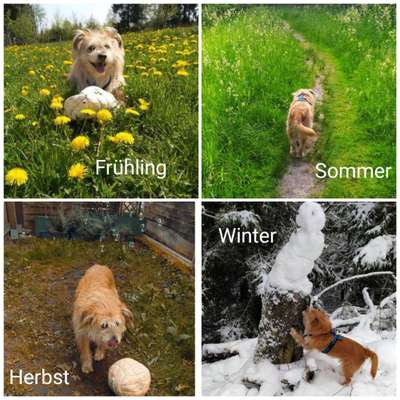 1. Fotochallenge Collagen - 4 Jahreszeiten-Beitrag-Bild