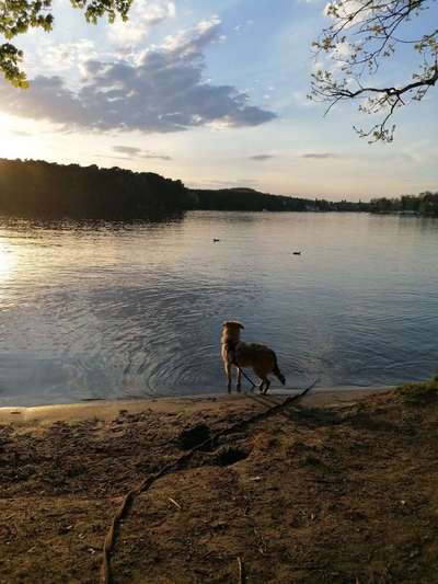 Dogorama-Monats-Challenge-Mai "Wasser"-Beitrag-Bild