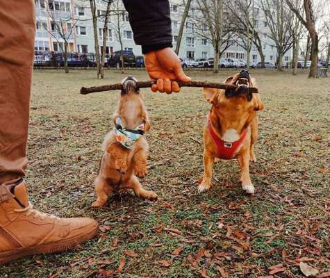 Hundetreffen-Wochenend Spaziergang :)-Bild