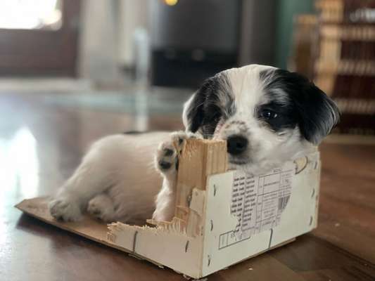 Als Welpen sind sie alle noch süßer-Beitrag-Bild