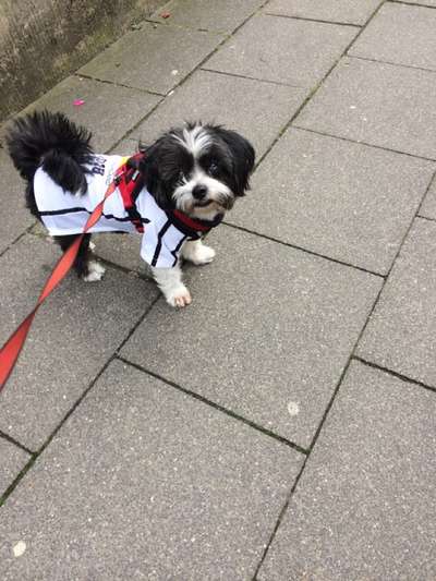 Die Dogorama Wochen Challenge-Beitrag-Bild