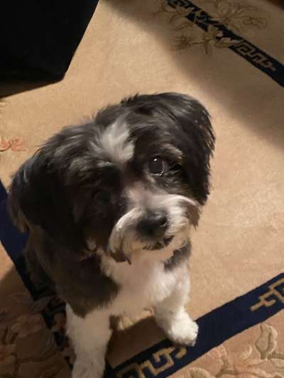 euer ältester Hund ?-Beitrag-Bild