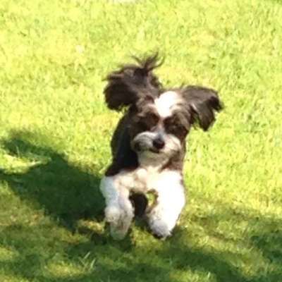 Die Dogorama Kalender Challenge Teil 3/4-Beitrag-Bild