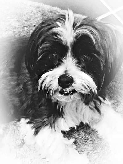 Photomontagen mit Hund-Beitrag-Bild