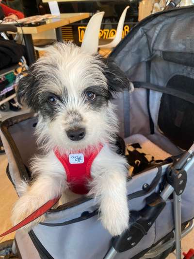 Als Welpen sind sie alle noch süßer-Beitrag-Bild