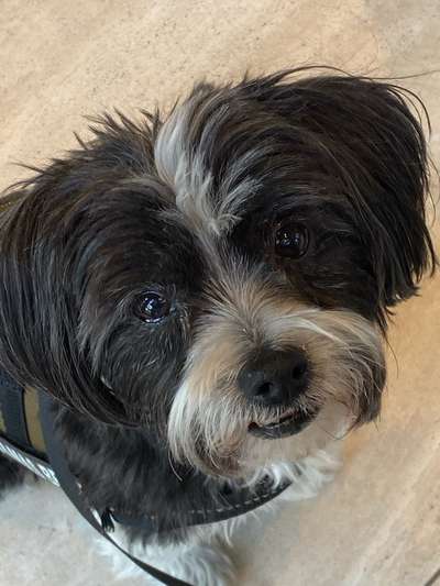 Dogorama Photo Challenge - Einmal lächeln bitte-Beitrag-Bild