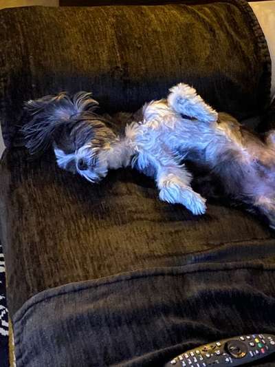 Zeigt mir die lustigsten Schlafpositionen eurer Fellnasen-Beitrag-Bild