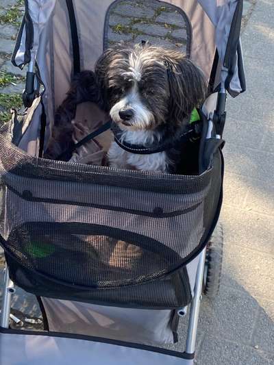 Wie lernen damit umzugehen dass der Hund altert?-Beitrag-Bild