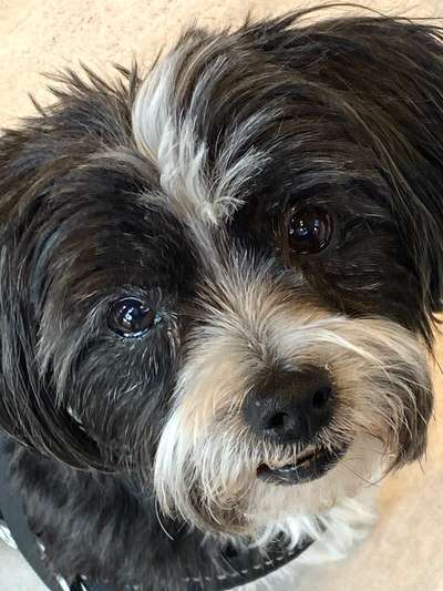 Welpe mit Vorbiss-Beitrag-Bild