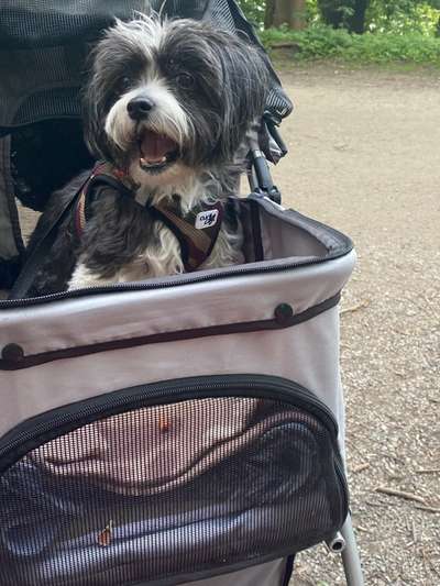 Die Dogorama-Wochen-Challenge "Die schönste Grimasse"-Beitrag-Bild