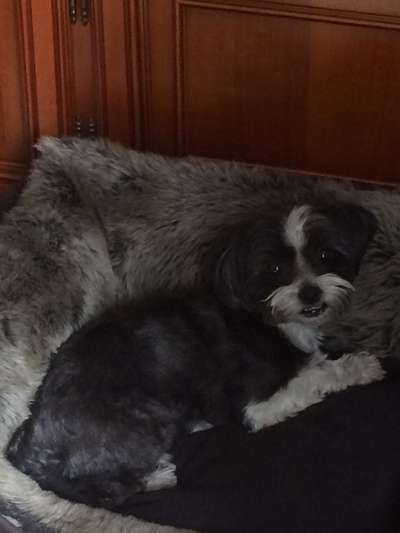 Körbchen / Hundebett-Beitrag-Bild